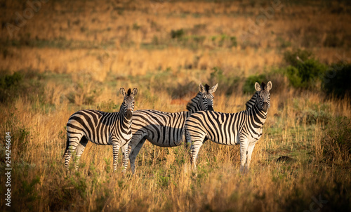 zebra in africa