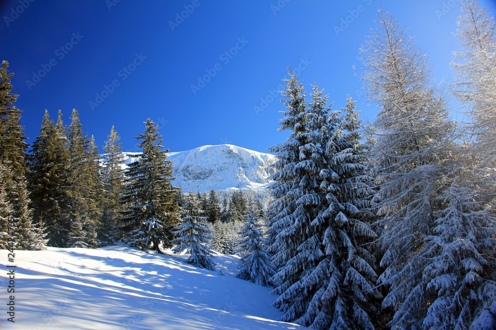 Mountains and trees in winter season. Sunny day in the mountains during winter time. 
