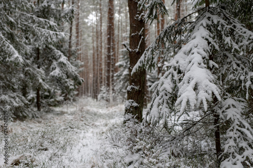 A snowy road in a coniferous forest. Duct in the forest and trees covered with fresh snow.