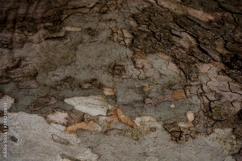 Fototapeta premium Close-up of tree bark as background