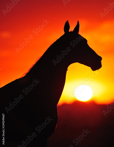 Silhouette of a horse in sunset light in the evening. Horse stands outside in the field. Vertical, portrait.