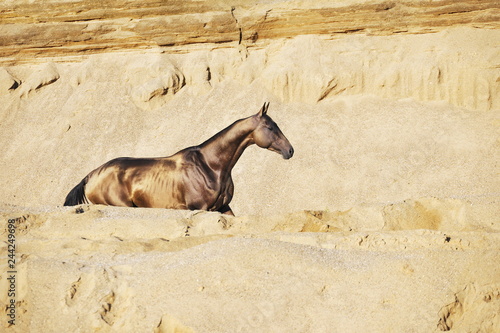 Golden buckskin Akhal-Teke stallion wandering through the sand in summer day. Vertical, side view, in motion.