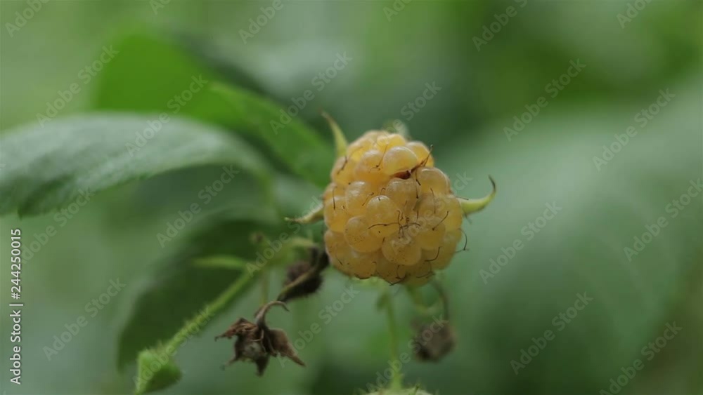 Yellow raspberry bush. A mature sweet berry raspberry is useful for health.Raspberry near a country house. Yellow raspberry bush. A mature sweet berry raspberry is useful for health.Raspberry near a country house.