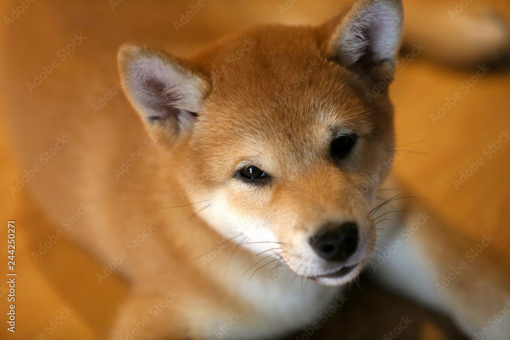 Shiba Inu puppy dog