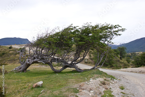 Tree adapted to strong wind