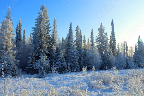 Beautiful snowy winter forest. Winter landscape. 
