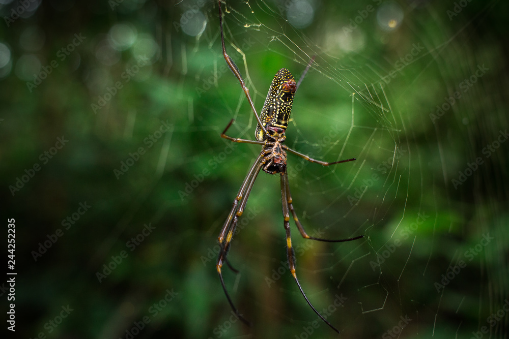 spider spider