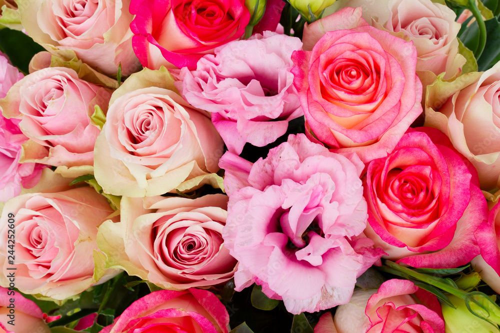 Naklejka premium fresh rose flowers