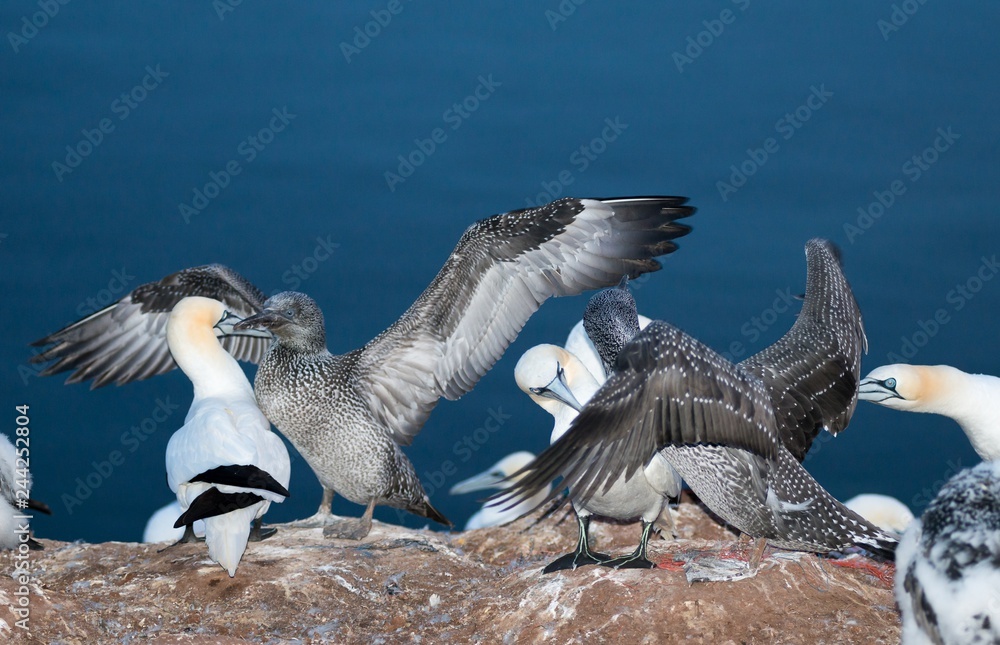 Fototapeta premium Basstölpel (Morus bassanus oder Sula bassana), Kolonie auf Lummenfelsen der Insel Helgoland, Alttiere, Jungtiere schlagen mit den Flügeln, Nordsee, Schleswig-Holstein, Deutschland, Europa