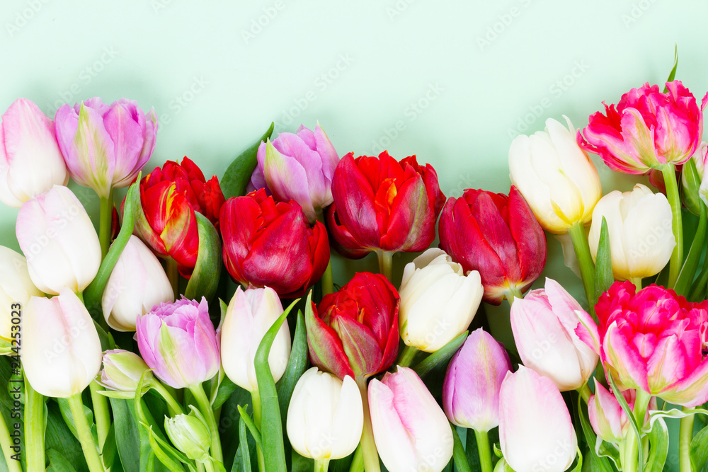Fototapeta premium Fresh tulips flowers