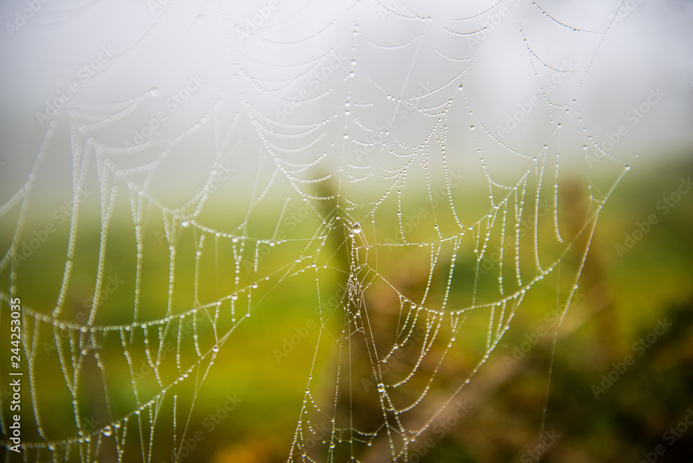 Spider web Spider web