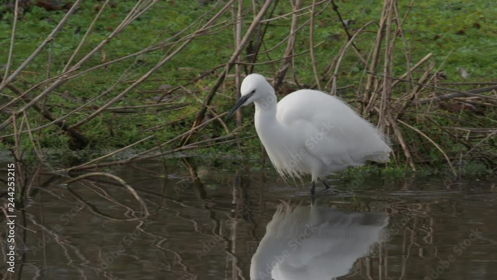 Little egret, Egretta garzetta, Single bird in water feeding Little egret, Egretta garzetta, Single bird in water feeding