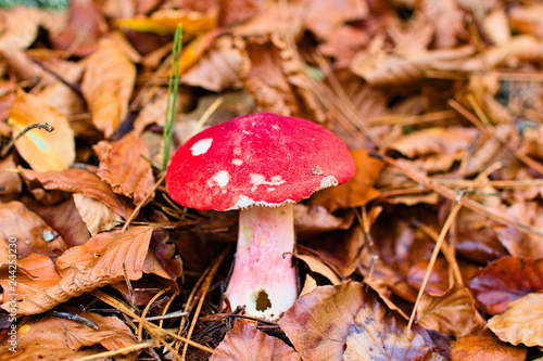 Russula emetica, commonly known as the sickener, emetic russula, or vomiting russula, toxic mushroom photo