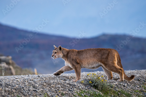 Patagonian mountain lion puma