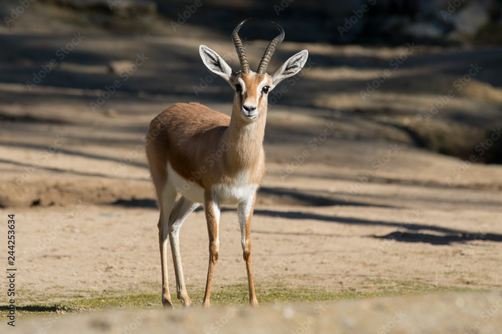 Male Dorcas Gazelle Male Dorcas Gazelle