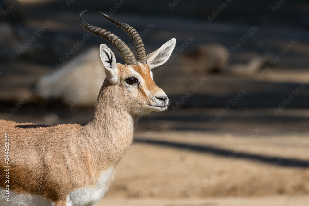 Male Dorcas Gazelle