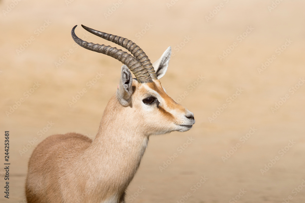 Fototapeta premium Male Dorcas Gazelle