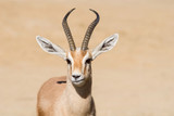 Male Dorcas Gazelle