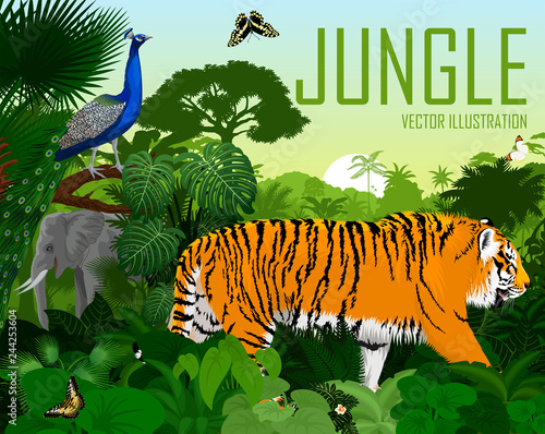 Vector India jungle rainforest with tiger, elephant, male peacock Peafowl and butterflies