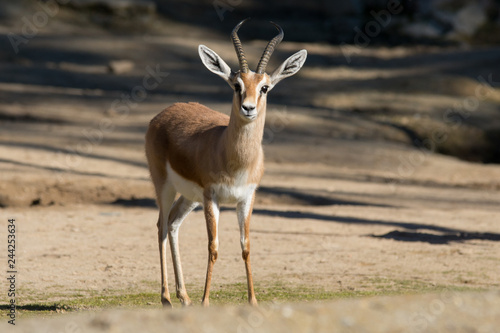 Male Dorcas Gazelle © Azahara