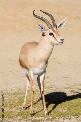 Male Dorcas Gazelle