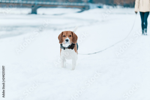 Dog walking on snow © Erika