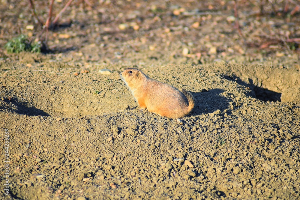 Prairie Dog (genus Cynomys ludovicianus) Black-Tailed in the wild, herbivorous burrowing rodent, in the shortgrass prairie ecosystem, alert in burrow, barking to warn other prairie dogs of danger in B