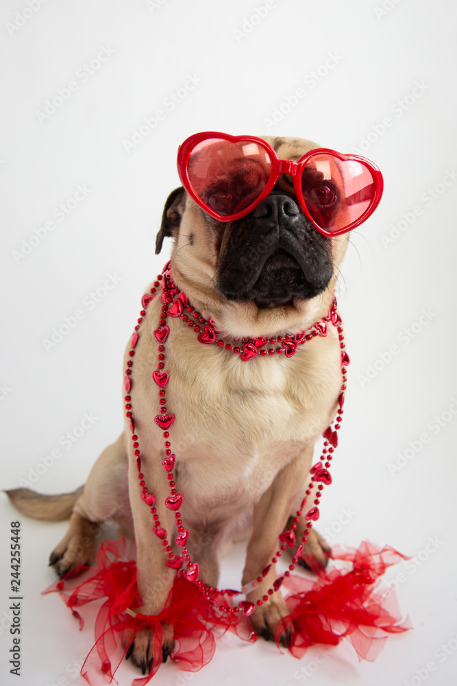 Cute Pug dog wearing red shaped glasses Stock Photo Adobe Stock