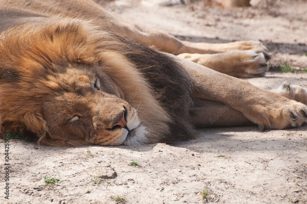 Naklejka premium Sleepy Lion