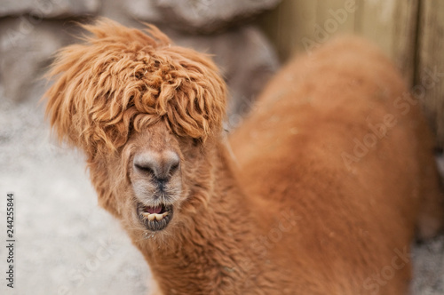 Shaggy Alpaca