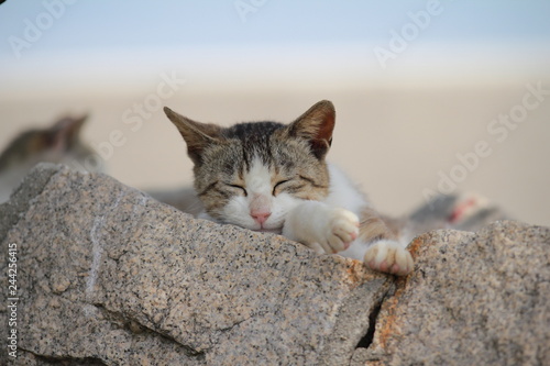 佐柳島の猫