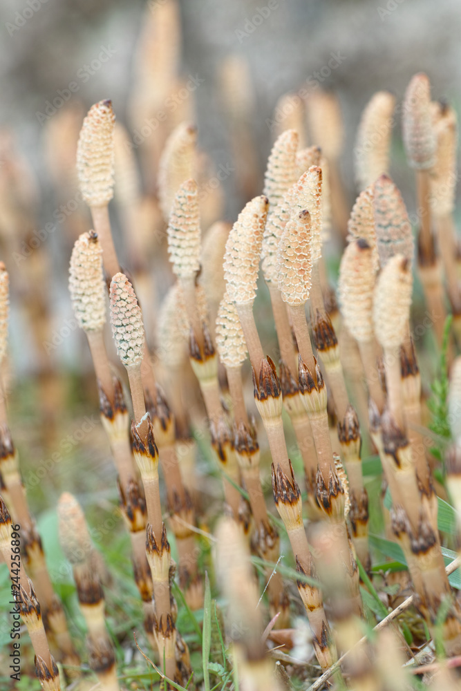 Fototapeta premium つくし