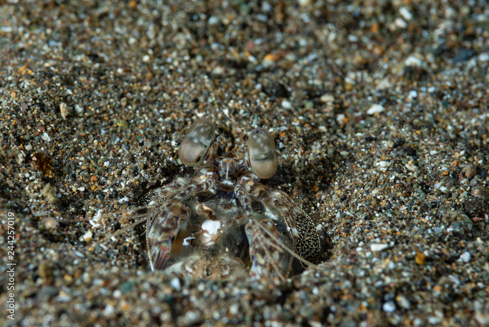 Mantis Shrimp