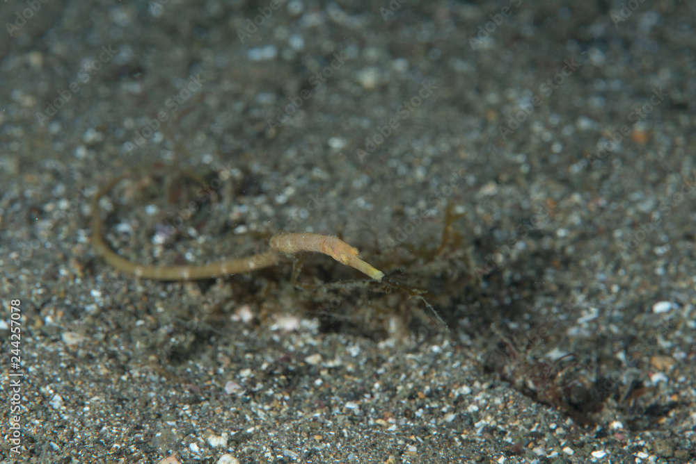 Short-Tailed Pipefish Trachyrhamphus bicoarctatus