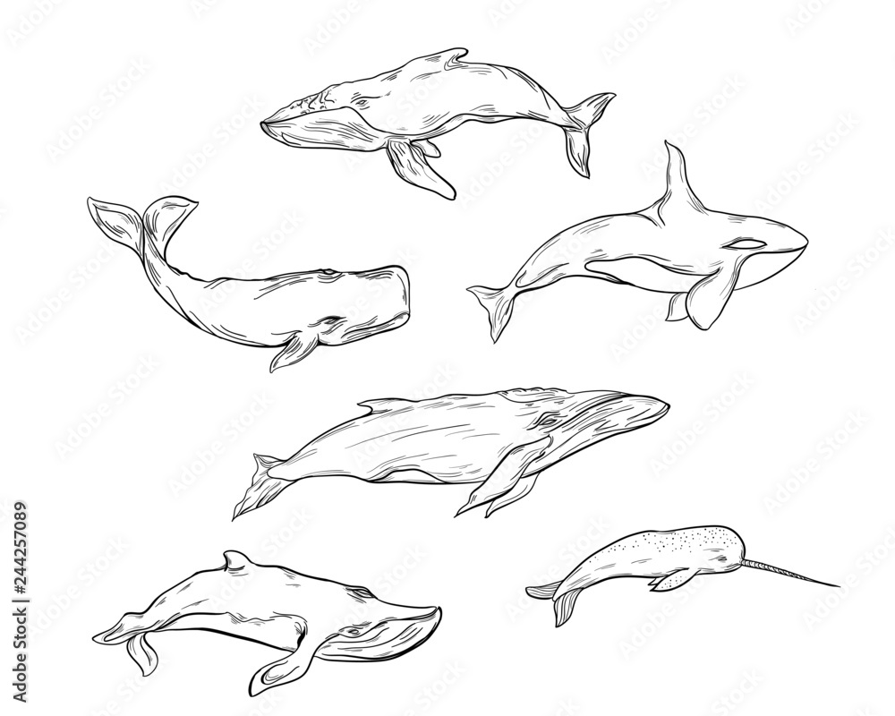set of vector whales set of vector whales