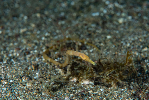 Short-Tailed Pipefish Trachyrhamphus bicoarctatus