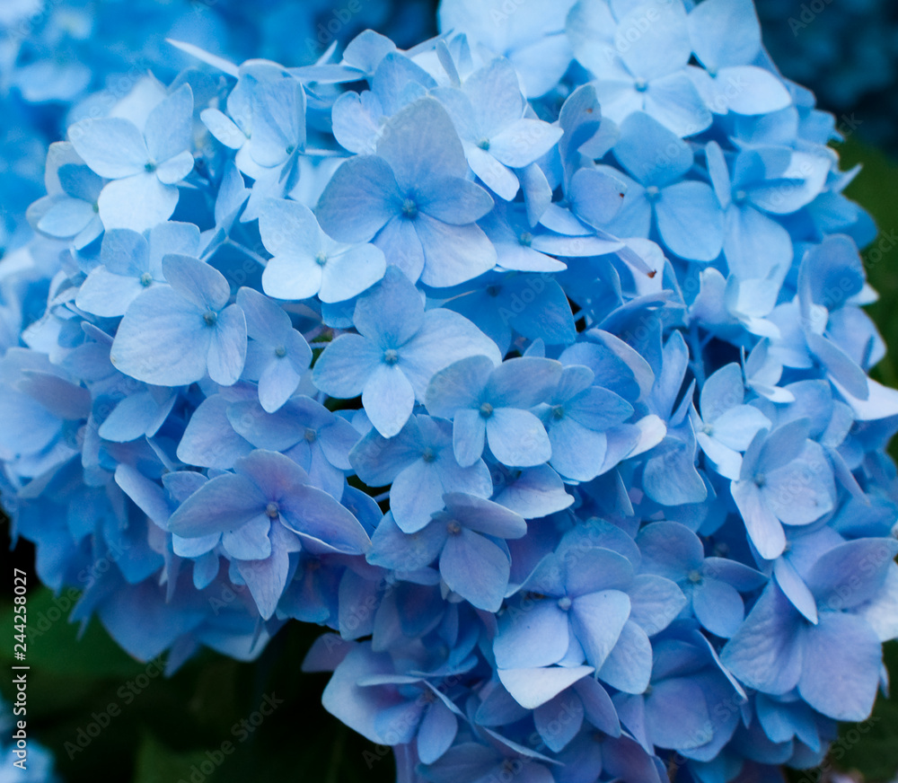 Blue Hydrangeas Blue Hydrangeas