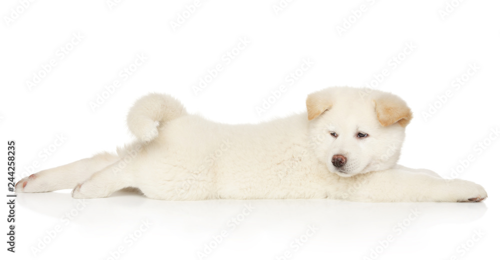 Japanese Akita-inu resting on white background Japanese Akita-inu resting on white background