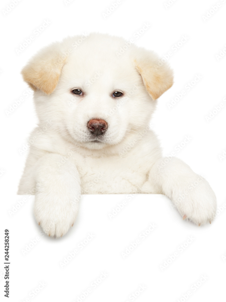 Japanese Akita puppy above banner, isolated on white Japanese Akita puppy above banner, isolated on white