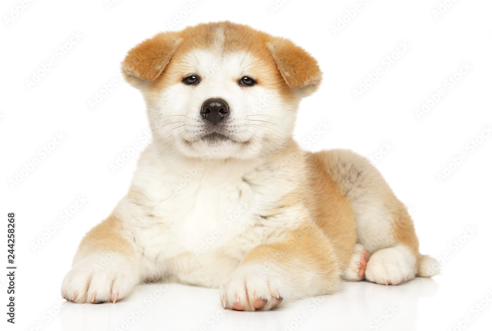 Japanese Akita-inu puppy on white background - obrazy, fototapety, plakaty 