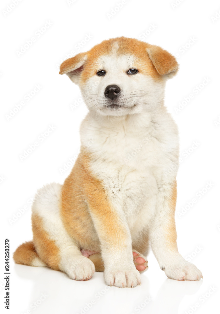 Japanese Akita sits in front of white background Japanese Akita sits in front of white background