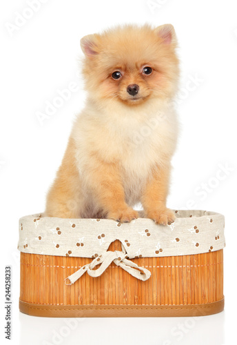 Spitz puppy in basket on white background