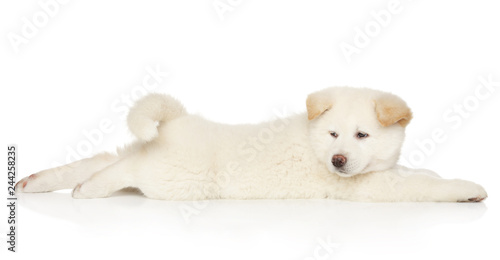 Japanese Akita-inu resting on white background