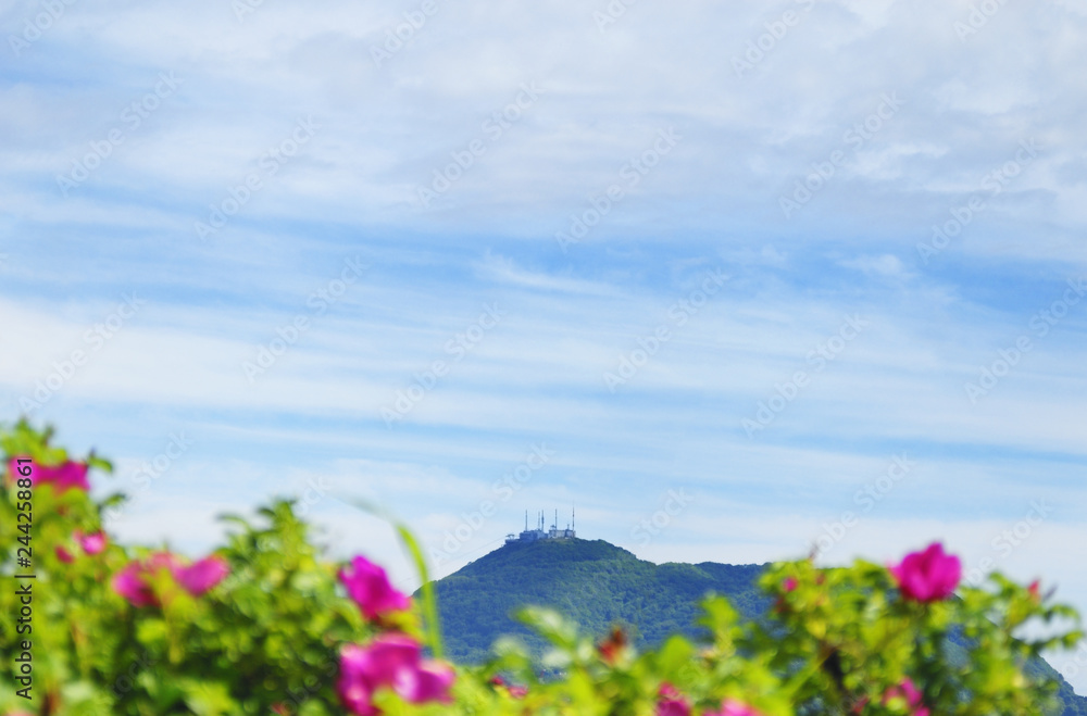 函館山 花 素材 函館山 花 素材
