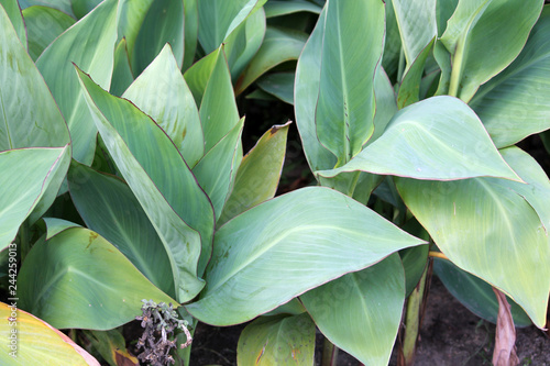 Green foliage of canna plant in garden