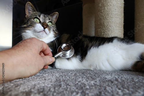 Fototapeta Naklejka Na Ścianę i Meble -  Wenn der Tierarzt nach Hause kommt. Tierärztliche Untersuchung einer Katze bei einem Hausbesuch