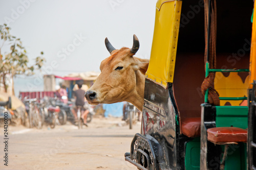 Cow snoopying behind a auto rickshaw in Varanasi