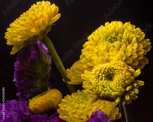 Low-Key Portraits of Pom Pon Chrysanthemums photo