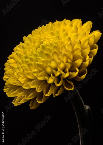 Low-Key Portraits of Pom Pon Chrysanthemums photo