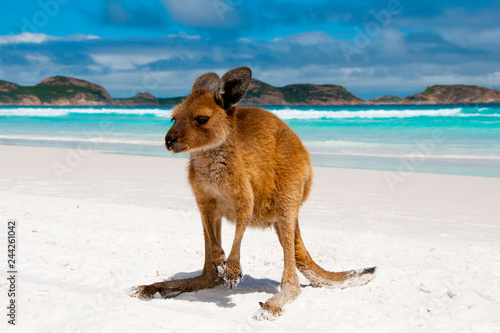 Kangaroo on Lucky Bay White Sand Beach - Australia